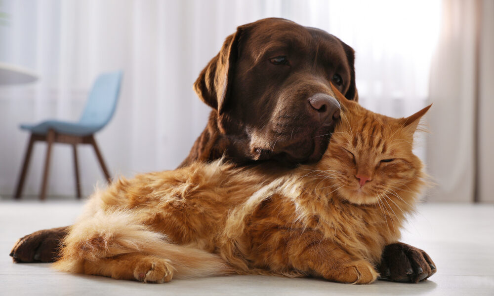 Inspiring Lives: Pitbulls and Parolees Cast Stories