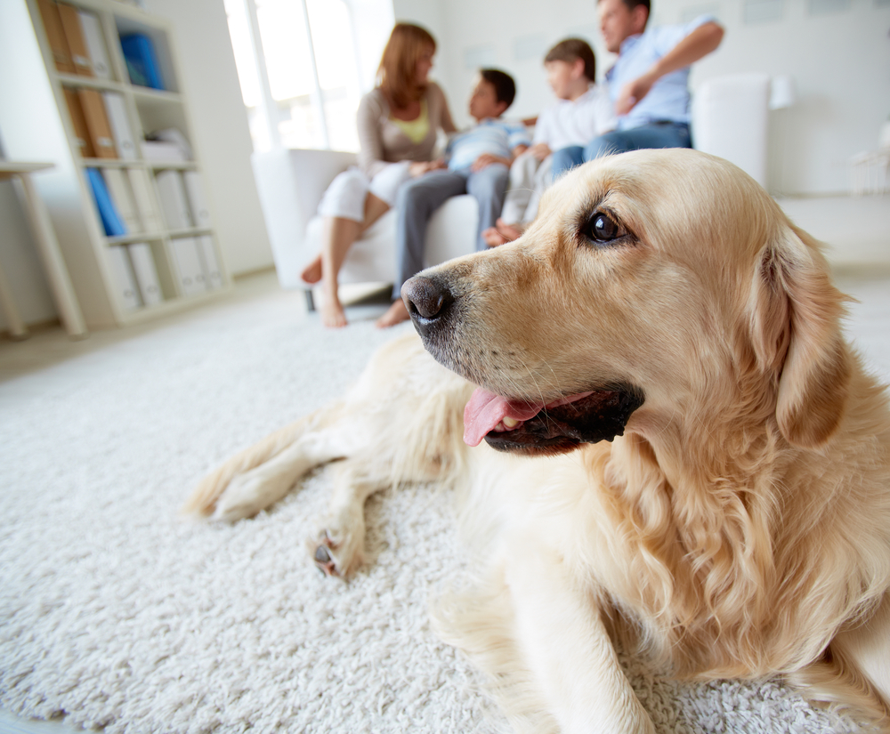 The Science Behind Dog TV