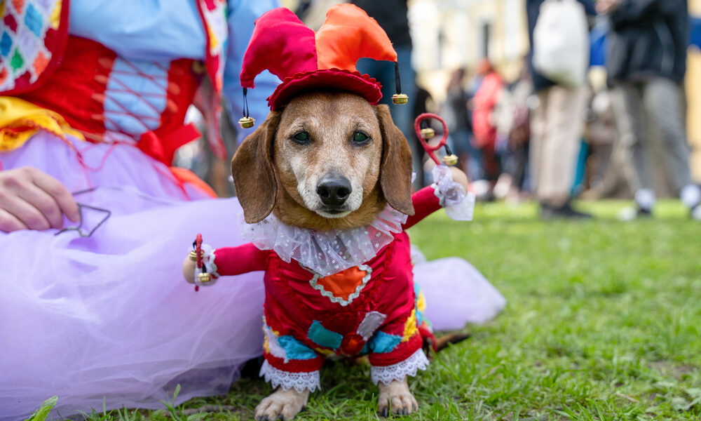 Puppy Parade: Heartwarming Tales of Cuteness