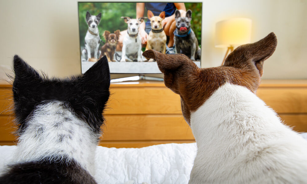 Top Dog-Friendly Shows for Happy Paws