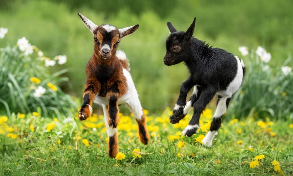Adorable Goats: Heartwarming Farmyard Adventures Await