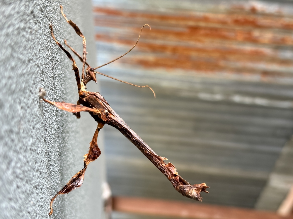 Lord Howe Island Stick Insect