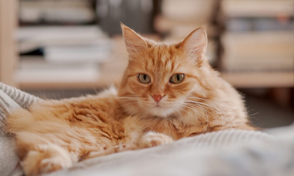 Discover Unique Animals Beginning with U!