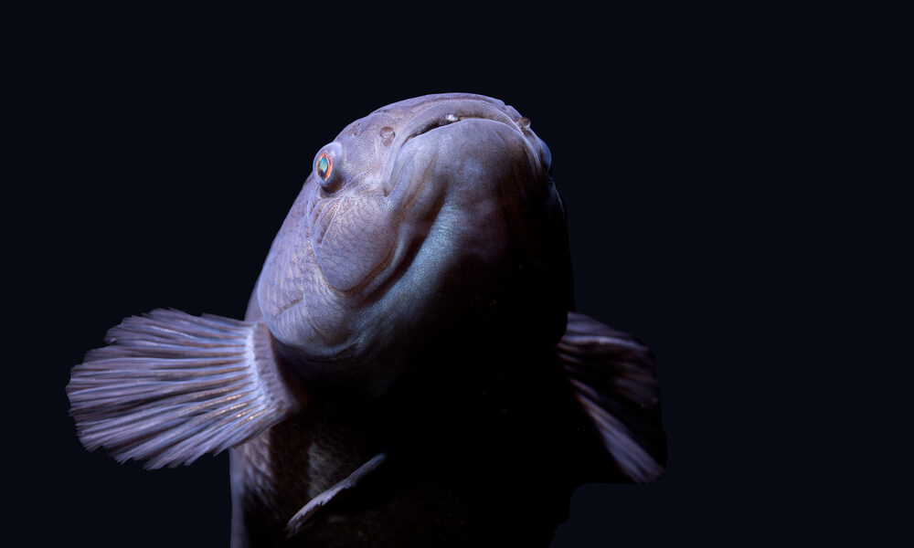 Rediscovering Lost Species: Extinct Animals Alive Again