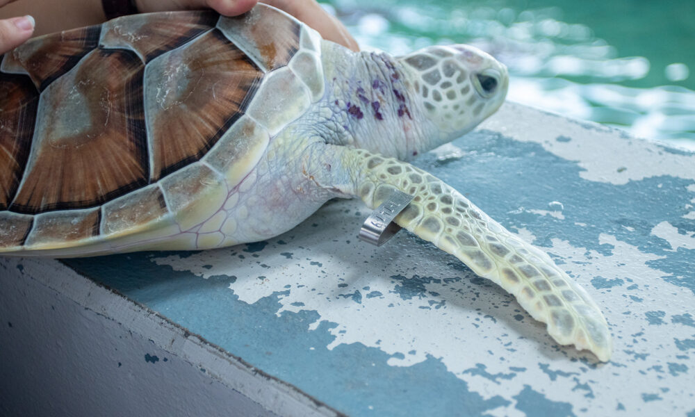 Discovering Animal Con D: A Heartwarming Event