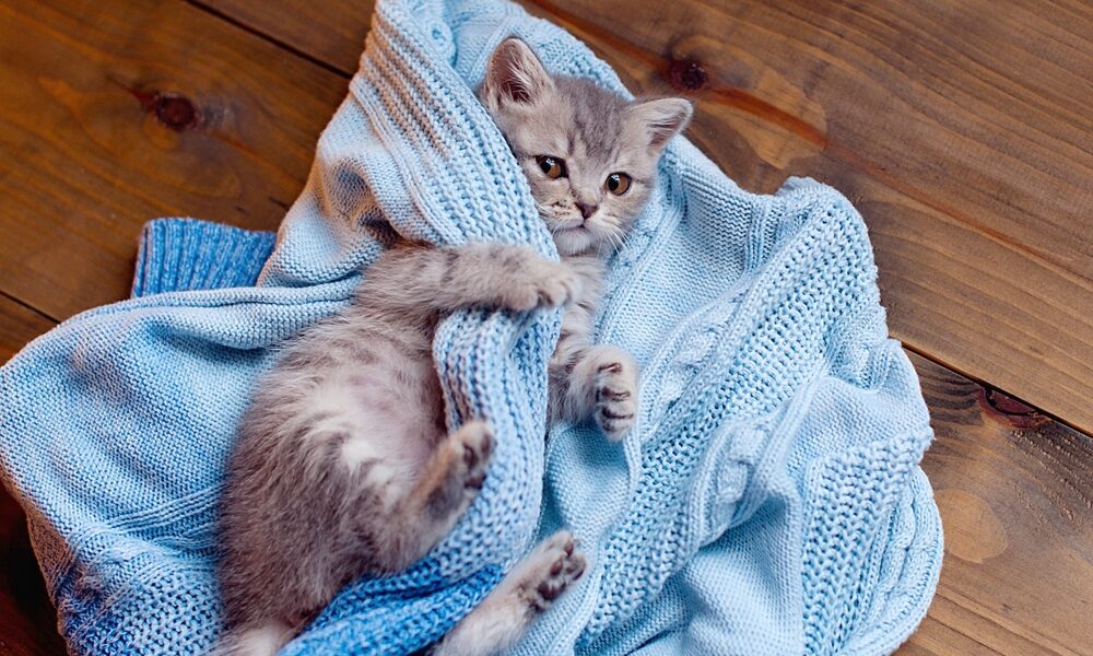 Adorable Kittens: Delightful Bundles of Furry Joy