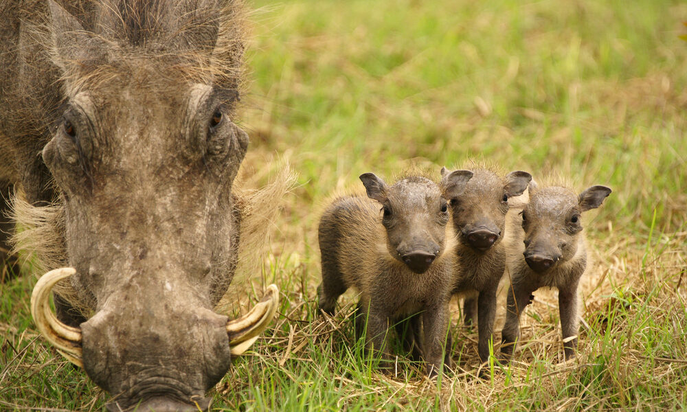 Adorable Baby Warthog Adventures in the Wild