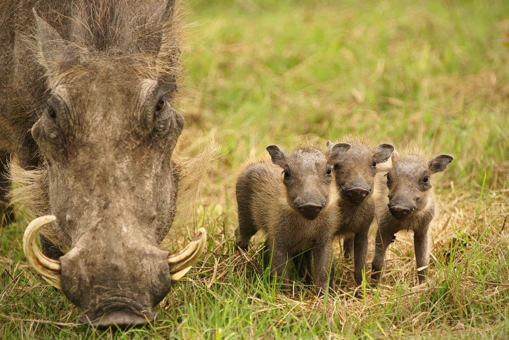Adorable Baby Warthog Adventures in the Wild