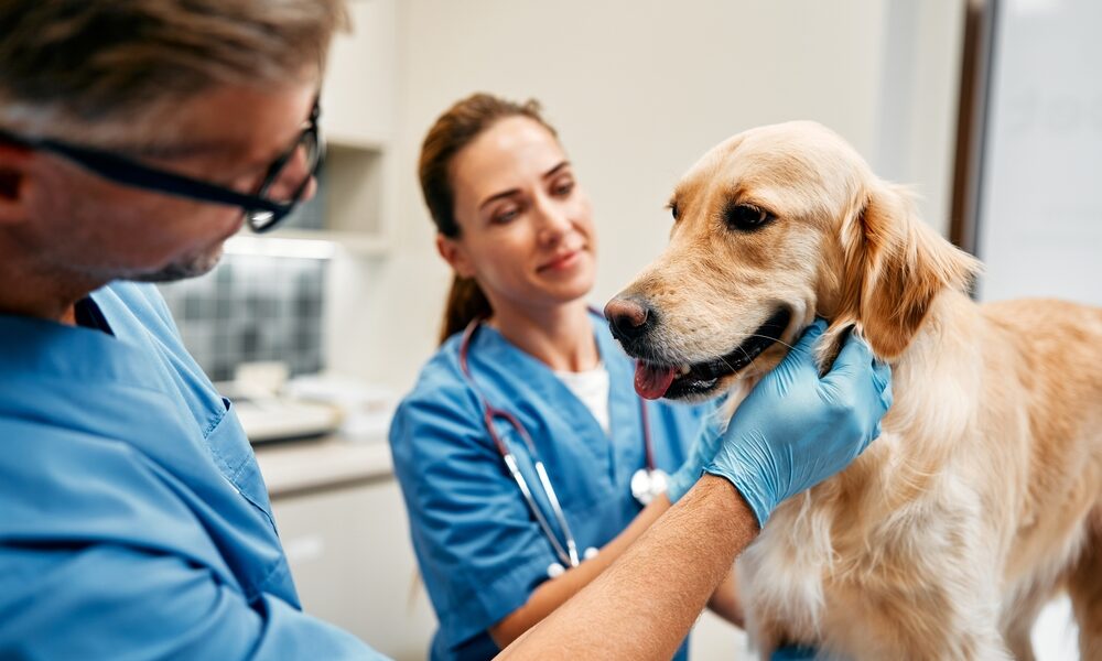 Dr. Jeff Young: Inspiring Care for All Pets