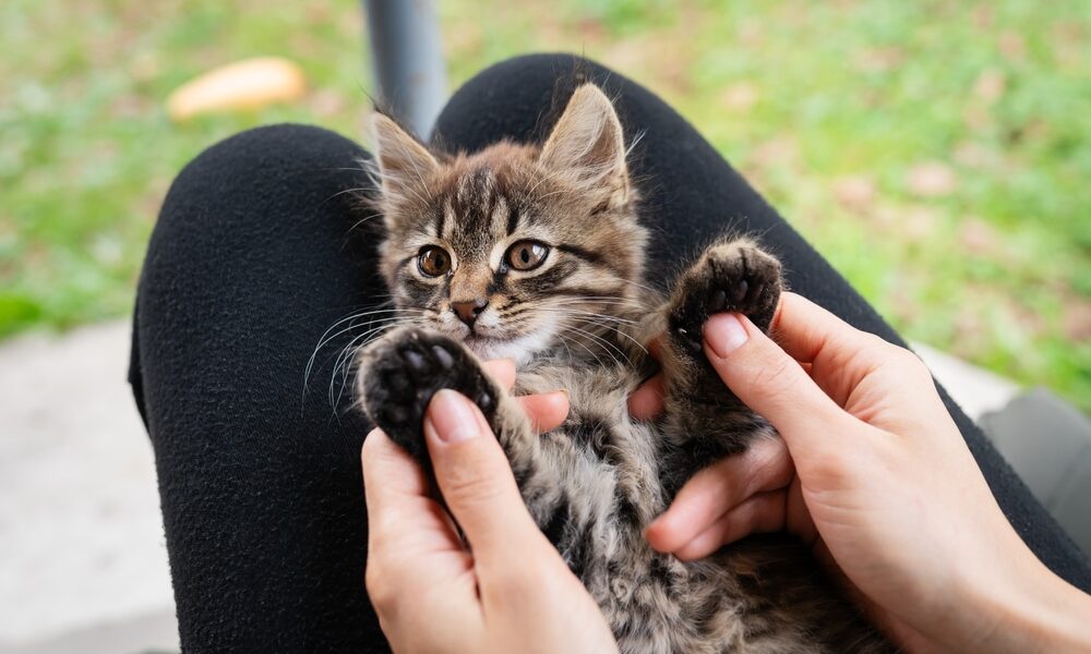 Discover the Magic of Tranquil Treehouse Point