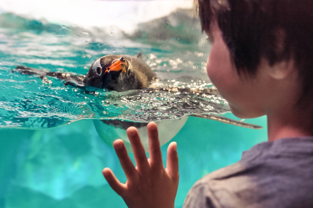 Adorable Animals: Heartwarming Pics That Delight