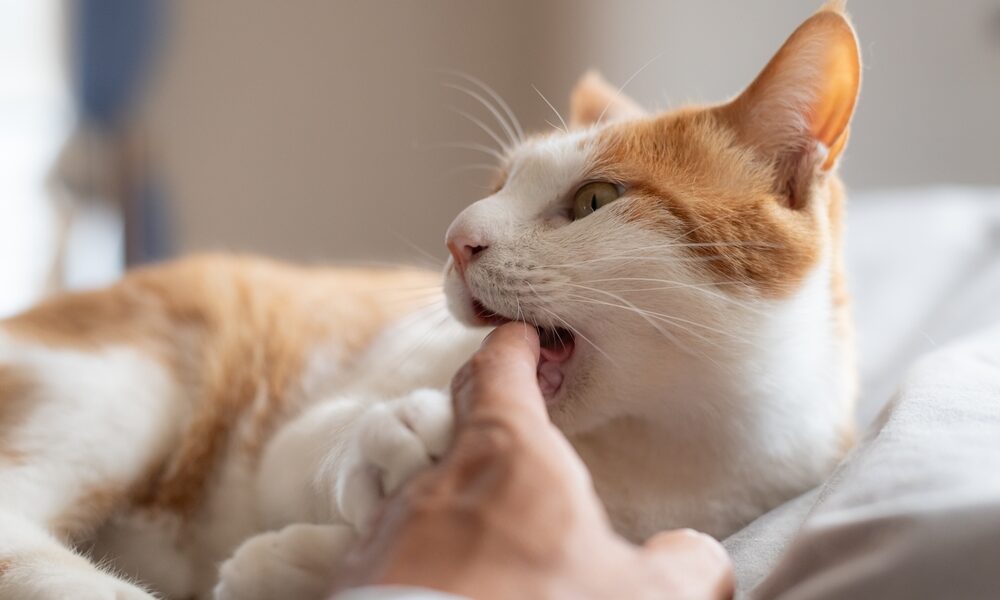 Understanding Love Bites in Cats: A Sweet Gesture