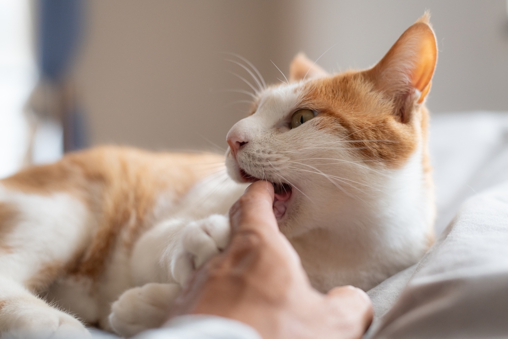 Understanding Love Bites in Cats: A Sweet Gesture