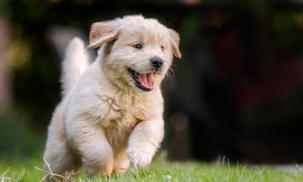 Adorable Puppies: Heart-Melting Moments Captured