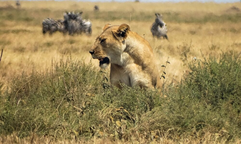 Nature’s Chase: Exploring the Art of Animal Prey