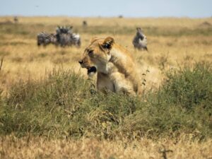 Charming Cuddles: Adorable Puppies and Kittens Delight