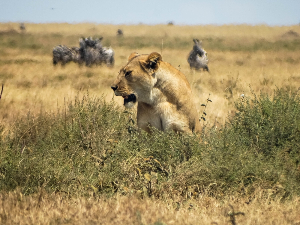 Nature’s Chase: Exploring the Art of Animal Prey