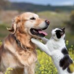 Adorable Baby Kittens: Heartwarming Furry Treasures