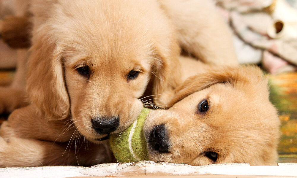 Delighting Hearts: The Irresistible Cuteness of Puppies