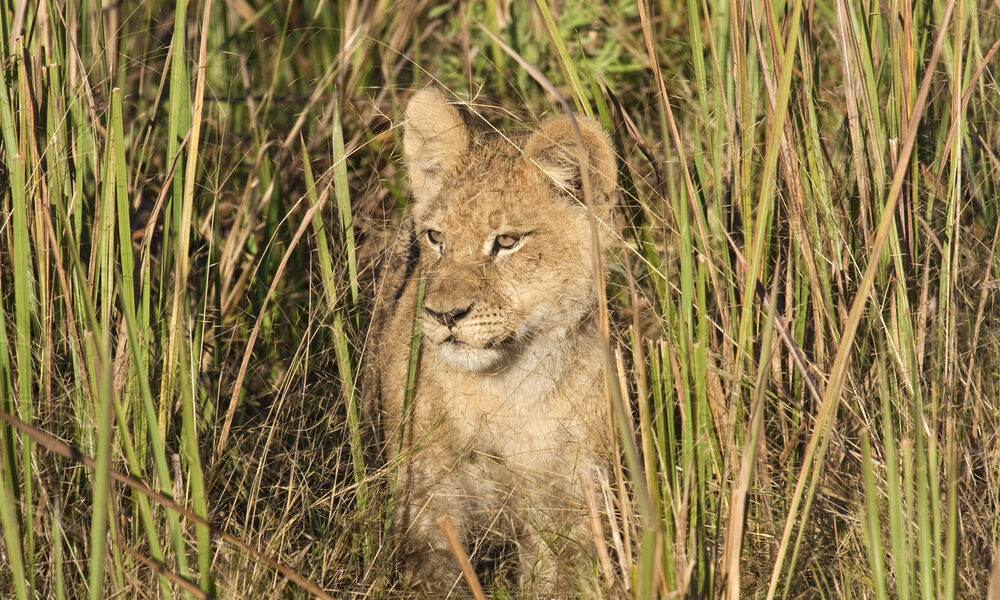 Adorable Baby Goat: A Heartwarming Delight