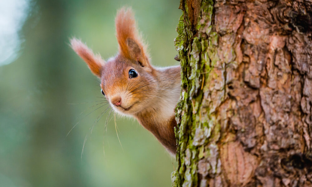 Adorable Animals Captivating Cuteness in Nature