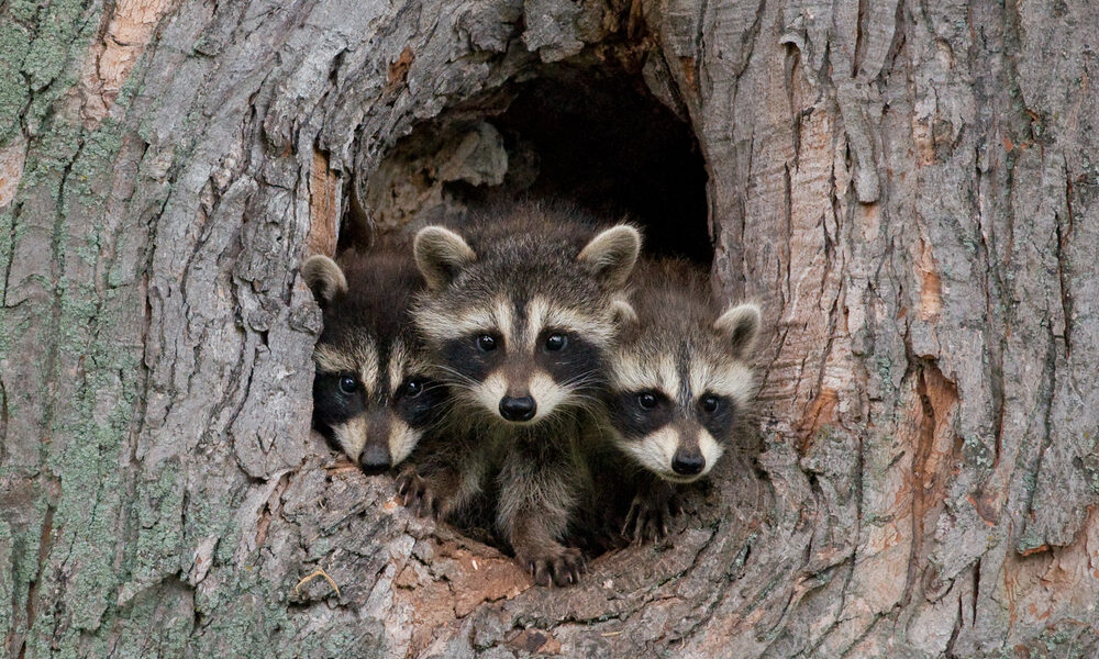 Discover the World’s Most Adorably Cute Creatures