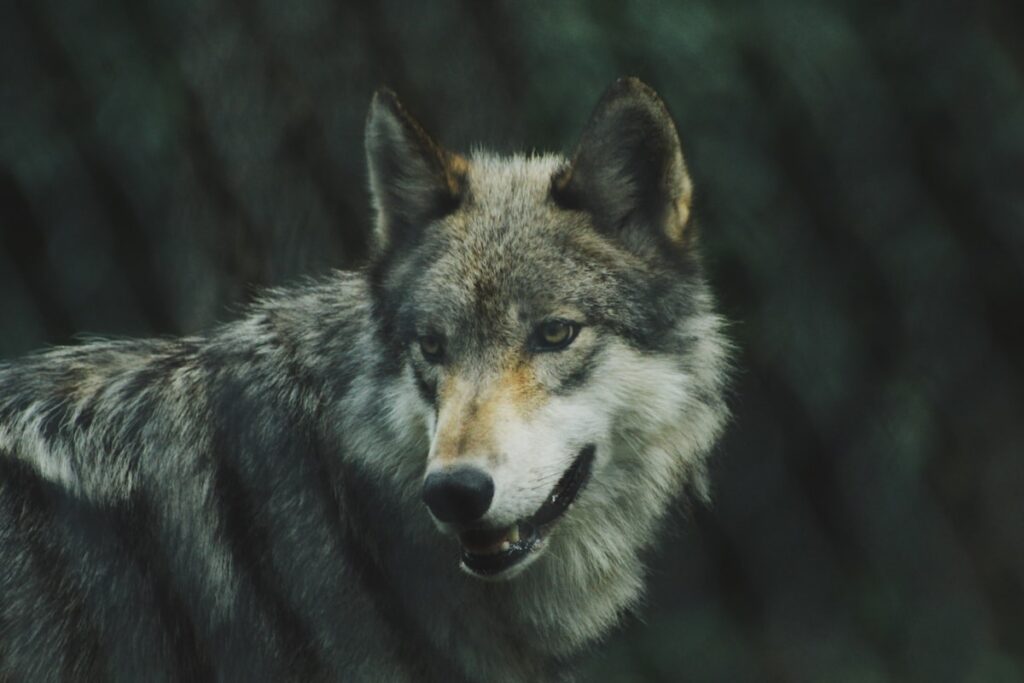 The Battle Over American Wolves in 2026 – Everything You Need to Know