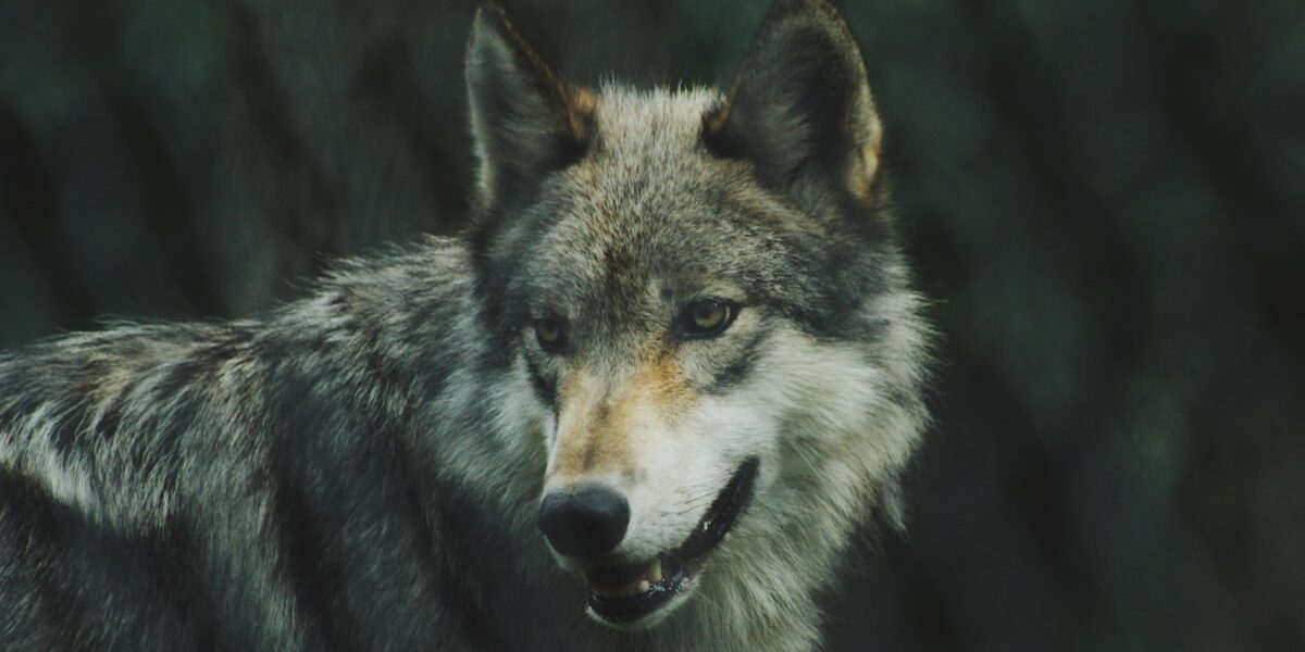 Gray wolf portrait in natural habitat