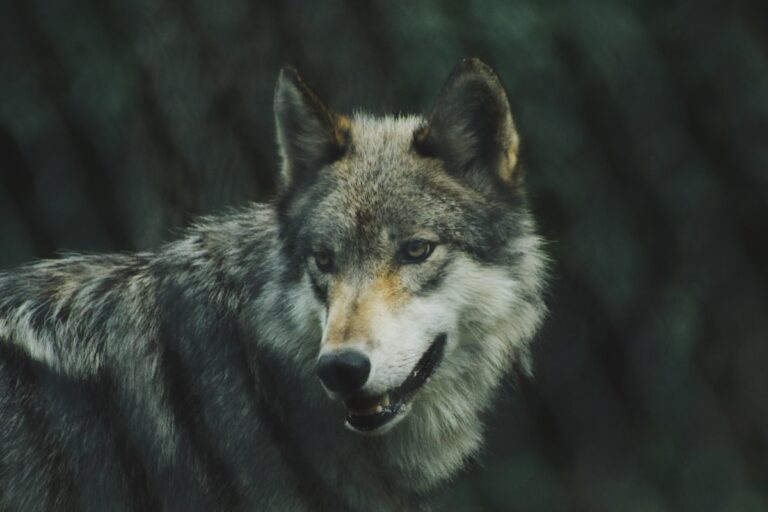 Gray wolf portrait in natural habitat
