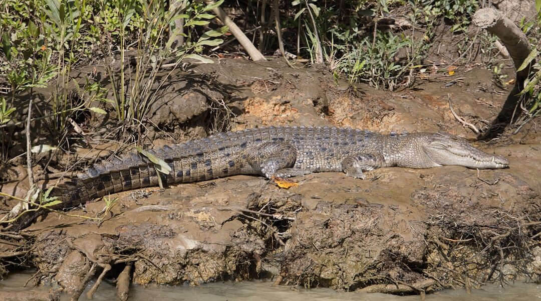 Crikey Its the Irwins Season 5: Episode Guide and Updates