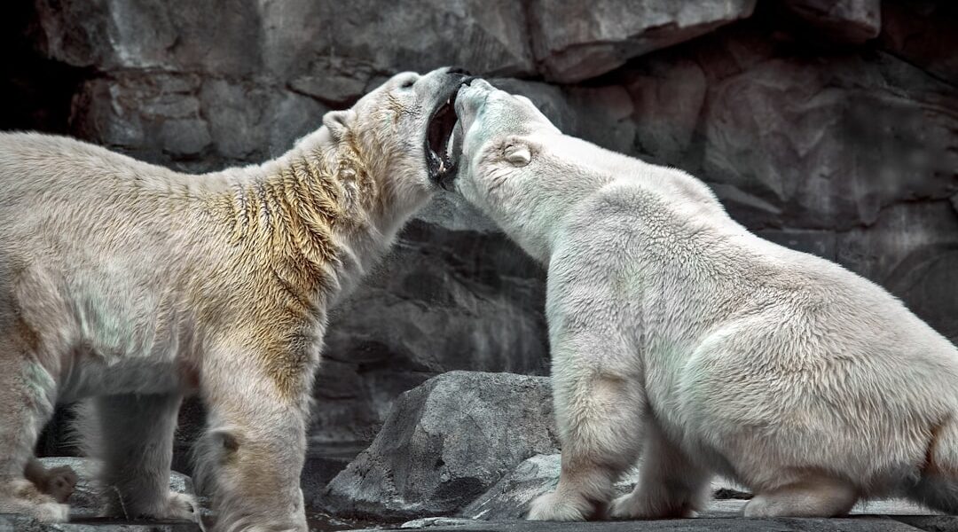 endangered wildlife tiger rhino polar bear conservation