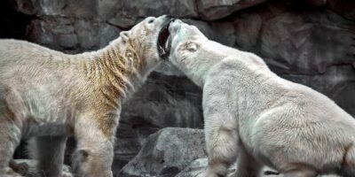 endangered wildlife tiger rhino polar bear conservation