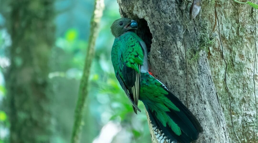 bizarre newly discovered wildlife species rainforest