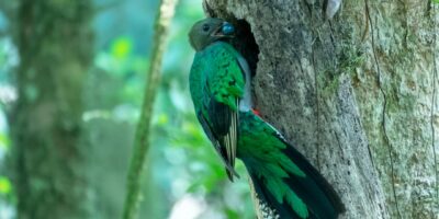 bizarre newly discovered wildlife species rainforest