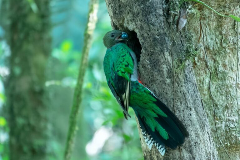 bizarre newly discovered wildlife species rainforest