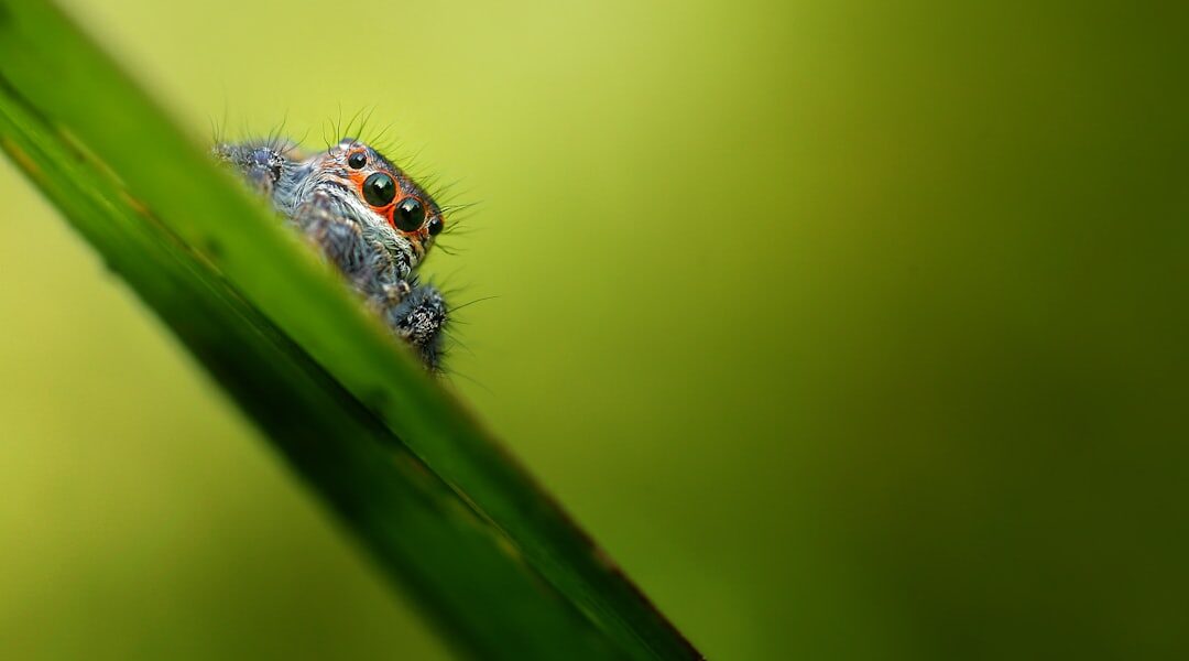 colorful jumping spider macro photography