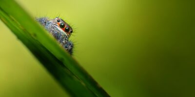 colorful jumping spider macro photography