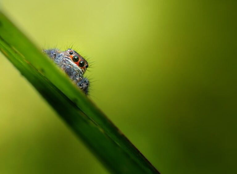 colorful jumping spider macro photography