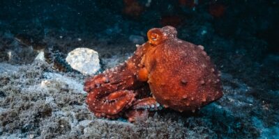 deep sea bioluminescent creatures ocean floor