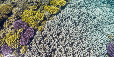 Why Are Coral Reefs Dying Faster Than Expected