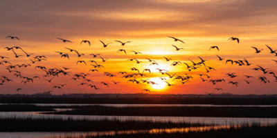 Spring Wildlife Migration