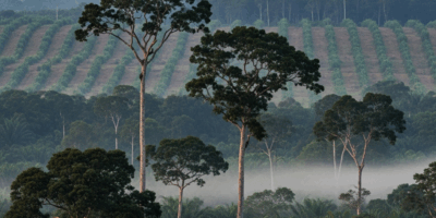 Why Are Orangutan Populations Still Falling Today