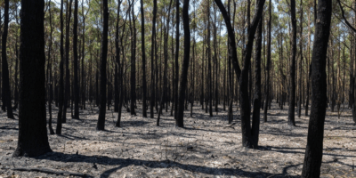 Why Are Koala Populations Declining So Rapidly