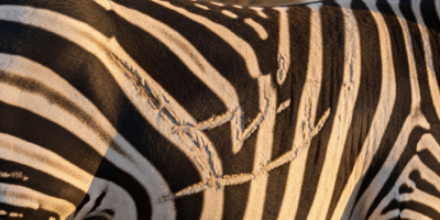 How Do Scientists Identify Individual Animals by Their Scars