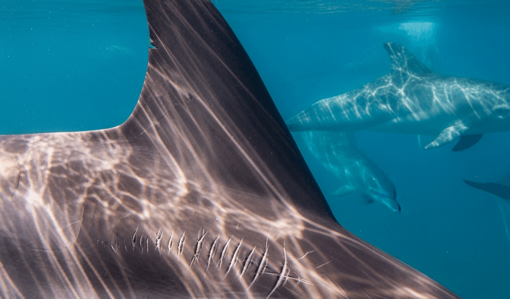 How Do Scientists Identify Individual Dolphins in the Wild