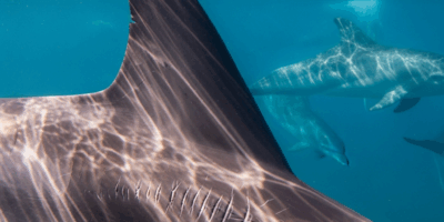 How Do Scientists Identify Individual Dolphins in the Wild