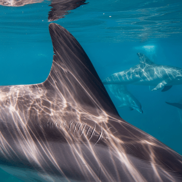 How Do Scientists Identify Individual Dolphins in the Wild