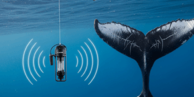 How Do Scientists Monitor Whale Populations in Open Ocean